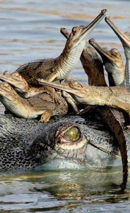 chambal-boat-safari-22