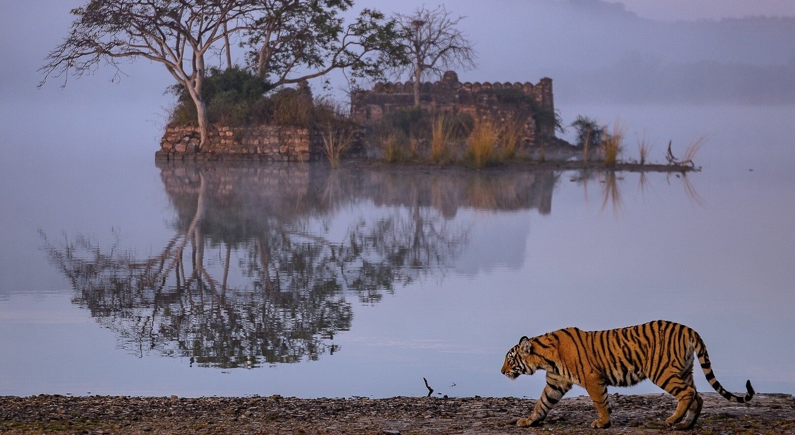 ranthambore_tour_package